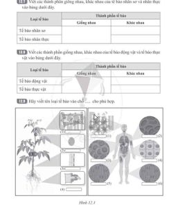 Giải Bài 12 (Trang 32-34) SBT Khoa học tự nhiên lớp 6 Cánh diều: Tế bào - Đơn vị cơ sở của sự sống
