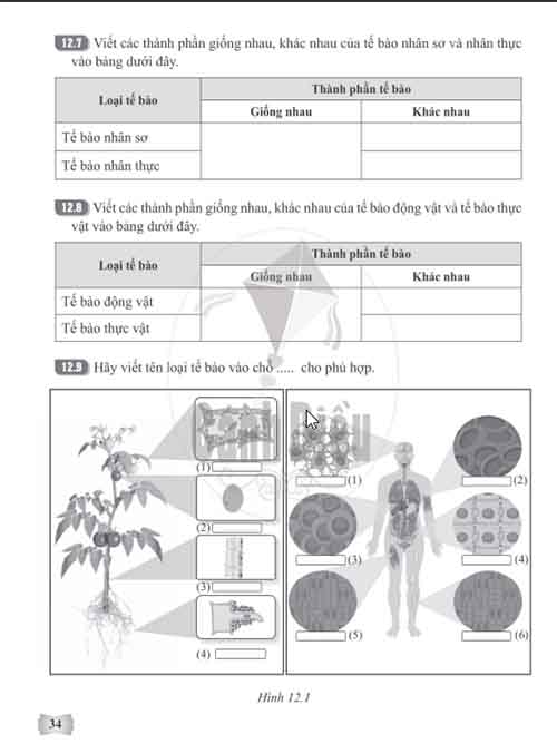 Giải Bài 12 (Trang 32-34) SBT Khoa học tự nhiên lớp 6 Cánh diều: Tế bào - Đơn vị cơ sở của sự sống