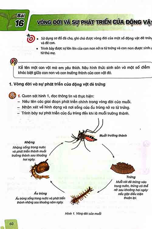 Giải SGK Khoa học lớp 5 Kết nối tri thức Bài 16 Vòng đời và sự phát triển của động vật (trang 60-63)