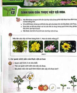 Giải SGK Khoa học lớp 5 Kết nối tri thức Chủ đề 3 Bài 13 Sinh sản của thực vật có hoa (trang 48-51)