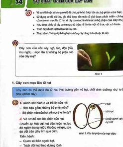 Giải SGK Khoa học lớp 5 Kết nối tri thức Chủ đề 3 Bài 14 Sự phát triển của cây con (trang 48-51)