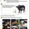 Giải SGK Khoa học lớp 5 Kết nối tri thức Chủ đề 3 Bài 15 Sinh sản của động vật (trang 57-59)