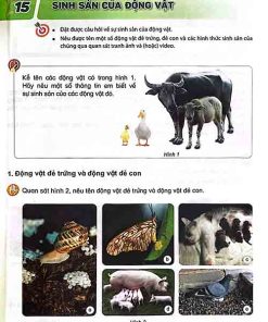 Giải SGK Khoa học lớp 5 Kết nối tri thức Chủ đề 3 Bài 15 Sinh sản của động vật (trang 57-59)