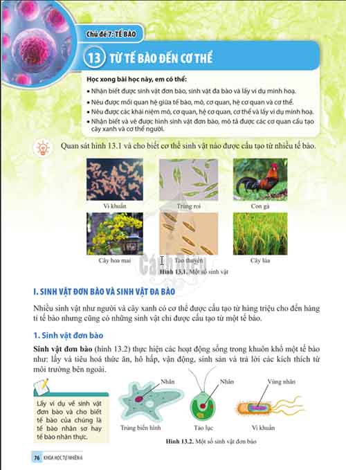 Giải SGK Khoa học tự nhiên lớp 6 Cánh diều Chủ đề 7 Bài 13: Từ tế bào đến cơ thể (Trang 76-82)