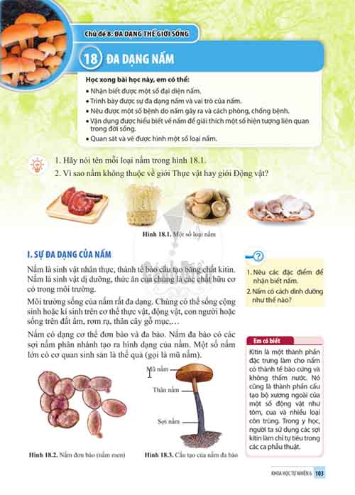 Giải SGK Khoa học tự nhiên lớp 6 Cánh diều Chủ đề 8 Bài 18 Đa dạng nấm (Trang 103-105)