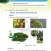 Giải SGK Khoa học tự nhiên lớp 6 Cánh diều Chủ đề 8 Bài 21: Thực hành phân chia các nhóm thực vật (Trang 118-119)