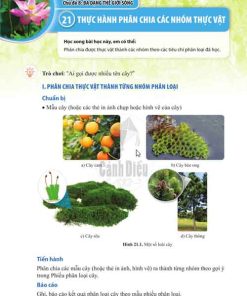 Giải SGK Khoa học tự nhiên lớp 6 Cánh diều Chủ đề 8 Bài 21: Thực hành phân chia các nhóm thực vật (Trang 118-119)