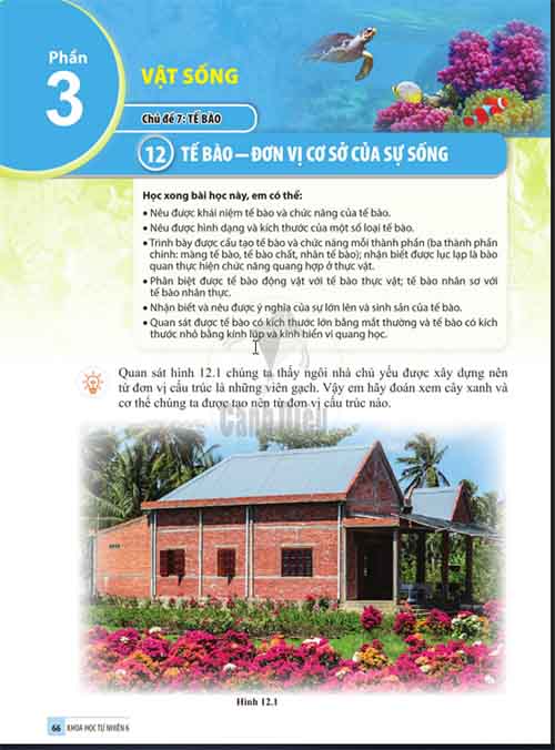 Giải SGK Khoa học tự nhiên lớp 6 Cánh diều: Phần 3: Chủ đề 7: Bài 12: Tế bào - Đơn vị cơ sở của sự sống (Trang 66-75)